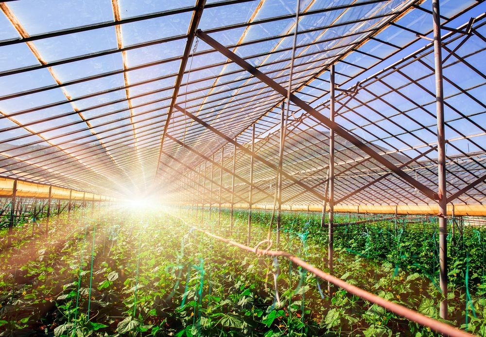 Innovation and Growth